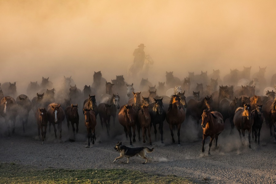 Wild Yilki Horses (Vahşi Yılkı Atları) in the Dust Drone Photo, Hürmetci Village Hacılar, Kayseri Turkiye (Turkey)