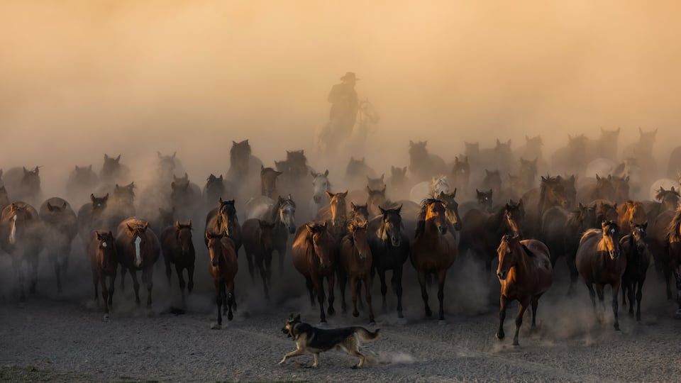 Wild Yilki Horses (Vahşi Yılkı Atları) in the Dust Drone Photo, Hürmetci Village Hacılar, Kayseri Turkiye (Turkey)