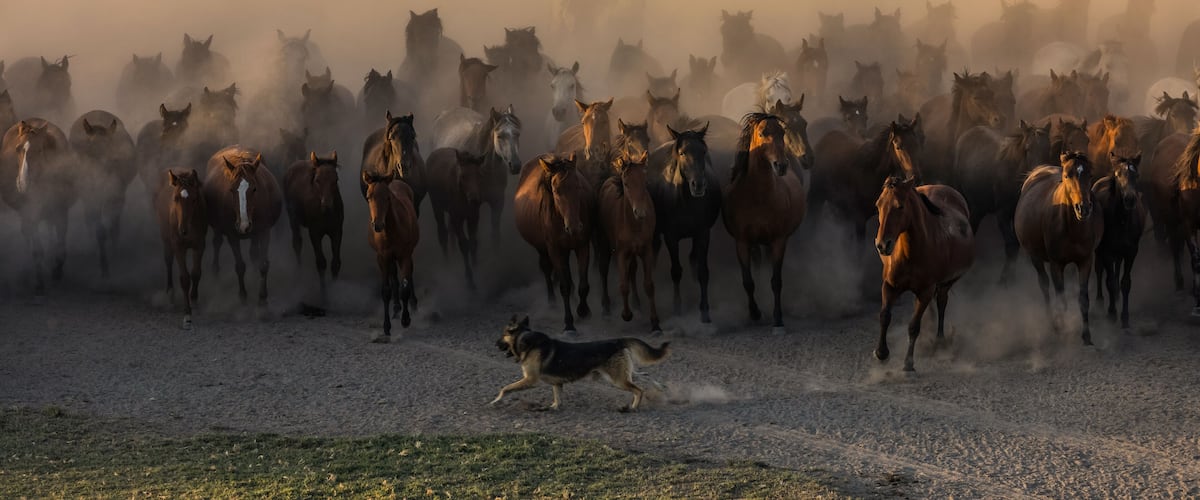 A herd of horses and a dog running on a dusty field.