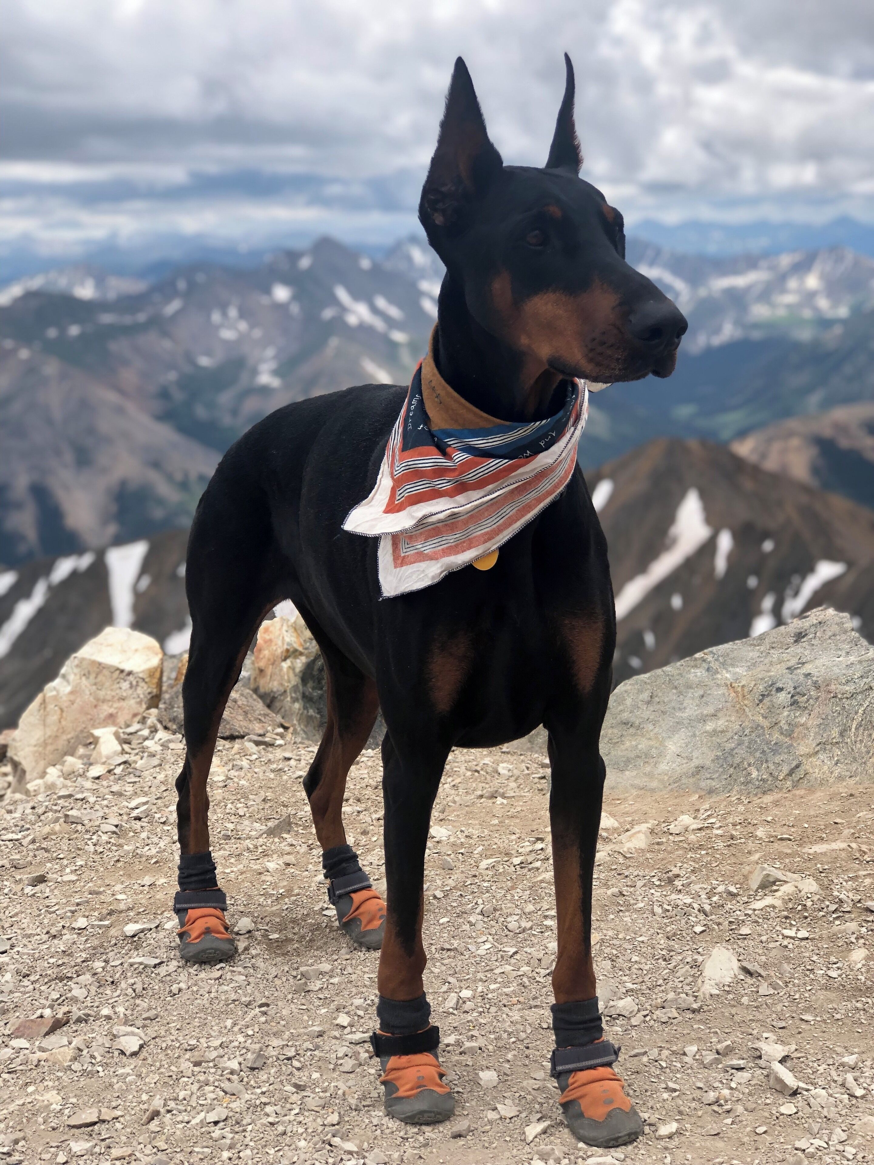 Butter the Doberman loves climbing 14ers too! 
#ididn’tknowdobermansclimbedmountains
#adventures