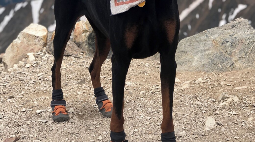 Butter the Doberman loves climbing 14ers too!
#ididn’tknowdobermansclimbedmountains
#adventures