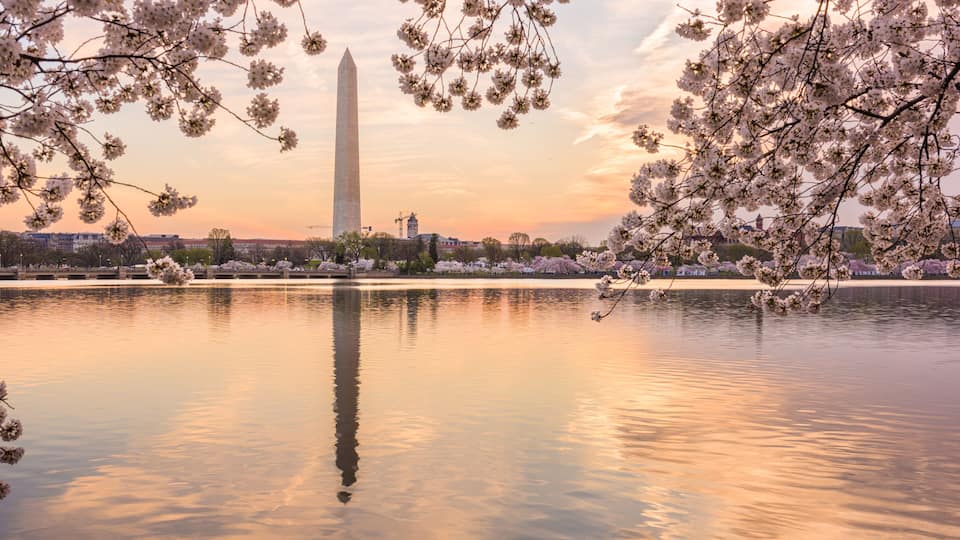 The Washington Monument reflected in water, surrounded by cherry blossoms.