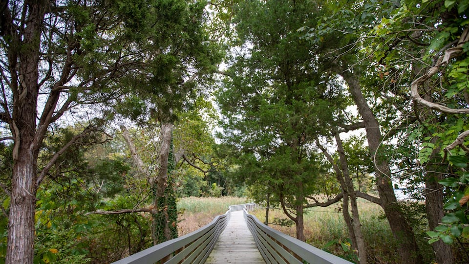 wetlands walking and hiking path along the patuxent river calvert county southern maryland usa