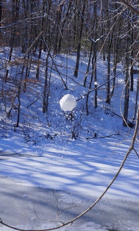 A snowy forest with bare trees and a snow-covered ground.