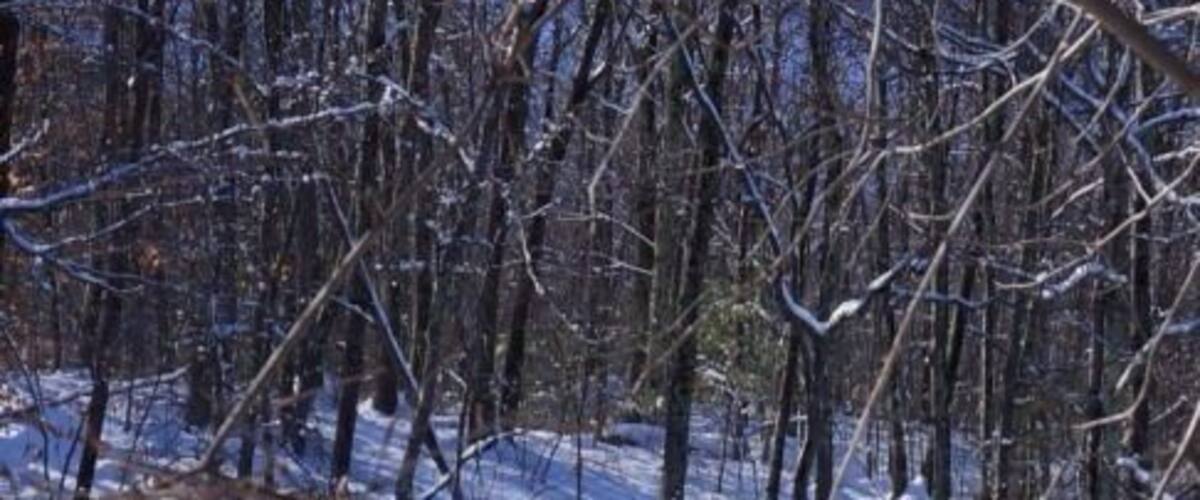 A snowy forest with bare trees and a snow-covered ground.