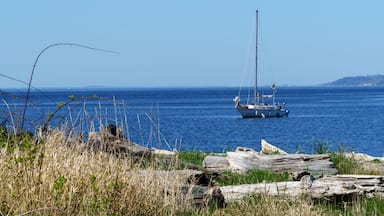 Sailboat in calm waters under a blue sky with a foreground of driftwood on a beach in Vashon Island, Washington