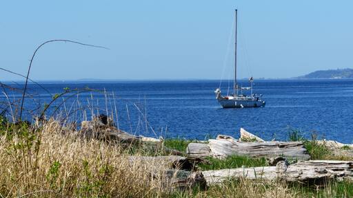 Sailboat in calm waters under a blue sky with a foreground of driftwood on a beach in Vashon Island, Washington