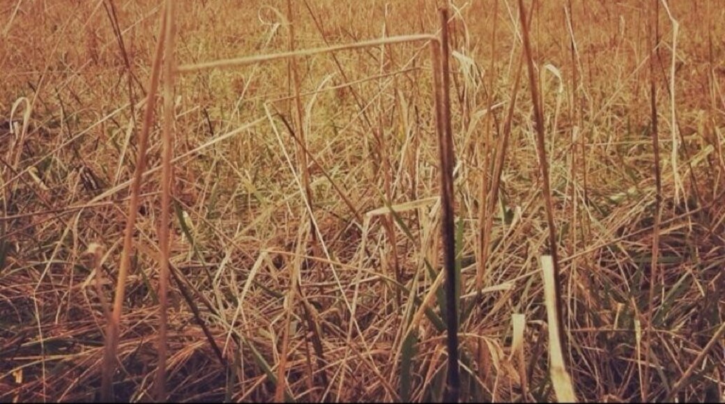 Point Robinson Lighthouse: featured in Berkeley Breathed's children's Christmas story, "The Red Ranger Came Calling." located on Vashon/Maury Island. Pretty dope, but that's from a dude who loves lighthouses!
