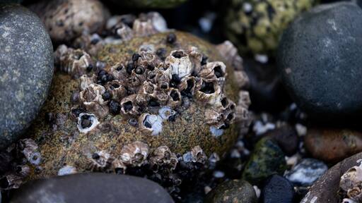 Close up of Barnacles on Rocks on Vashon Island Beach