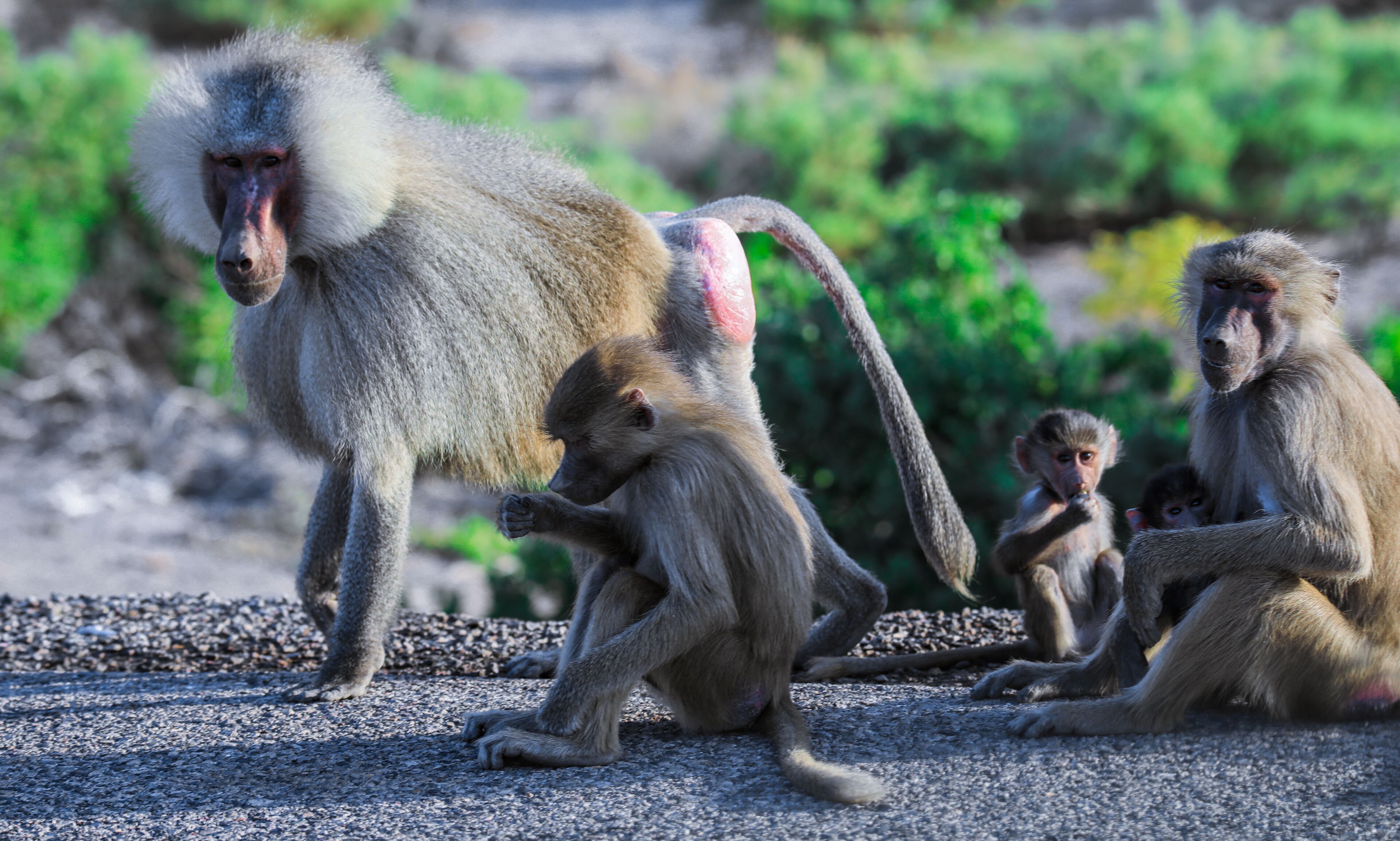 Hamadryas baboon Family eating Leaves on the Road, Djibouti