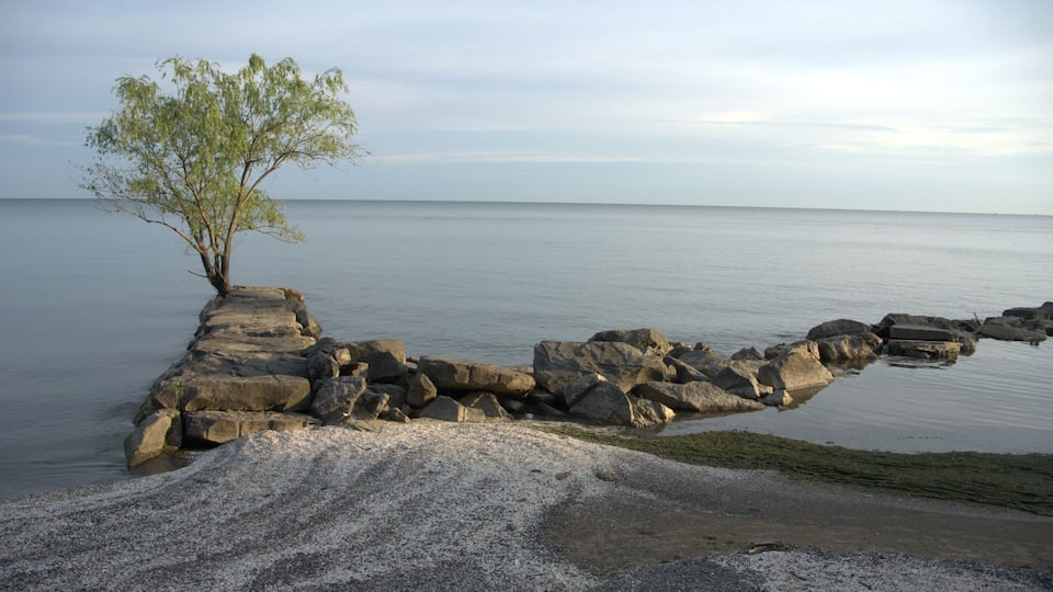 A rocky shoreline with a lone tree and calm water.