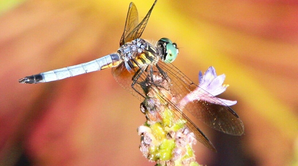 Dragonfly at the wetlands in the Botanical Garden Shaw Nature Preserve.