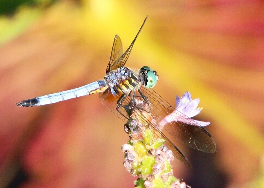 Dragonfly at the wetlands in the Botanical Garden Shaw Nature Preserve.