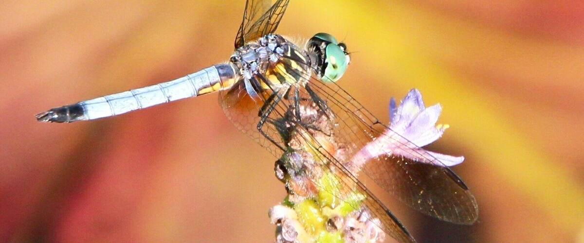 A dragonfly perched on a flower.