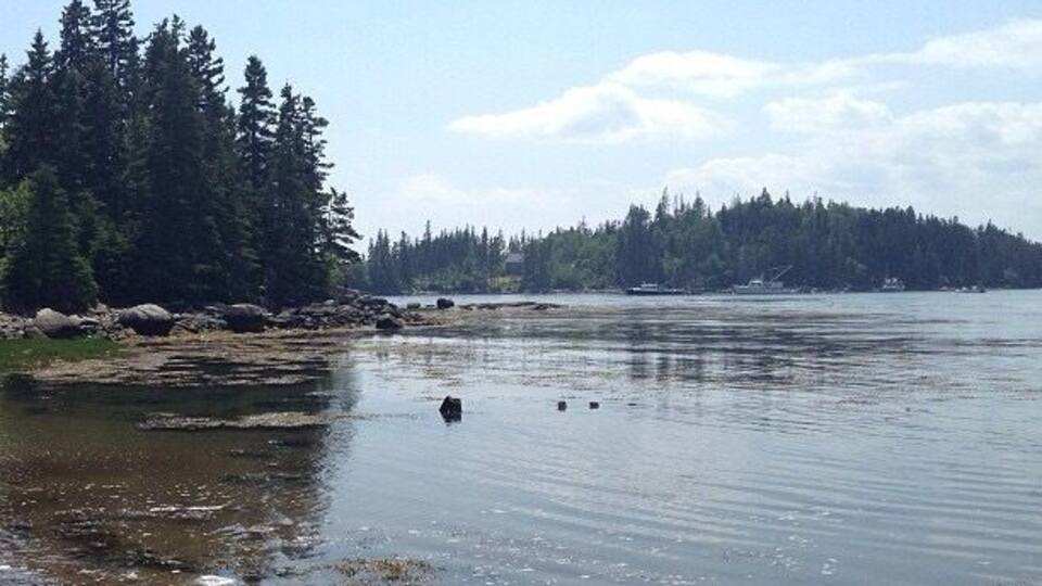 A calm lake with rocky shores, dense forest on the left, and a distant shoreline.