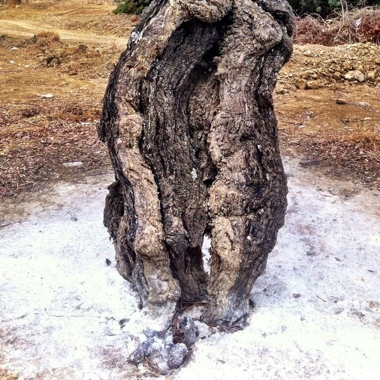 100 years old mastic tree