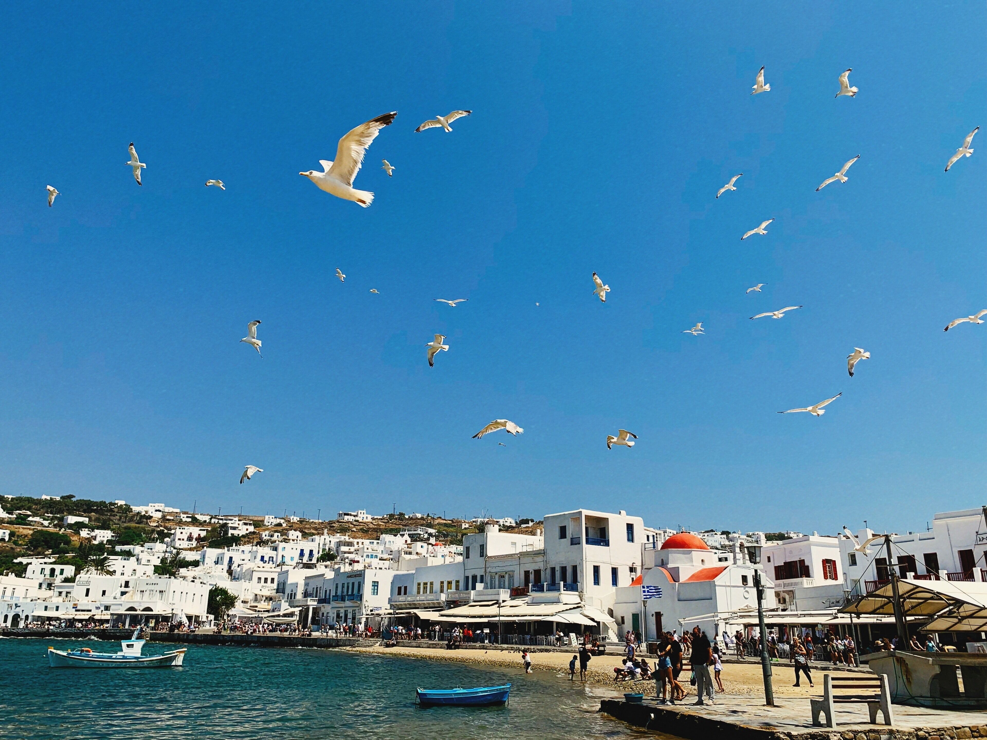 That amazing flock of birds 🥰.
———————————————————
#wheninmykonos #greece #ilovemykonos #beautifulview #beautifuldestination #wanderingtheworld #exploringgreece #visitmykonos #thegreekislands