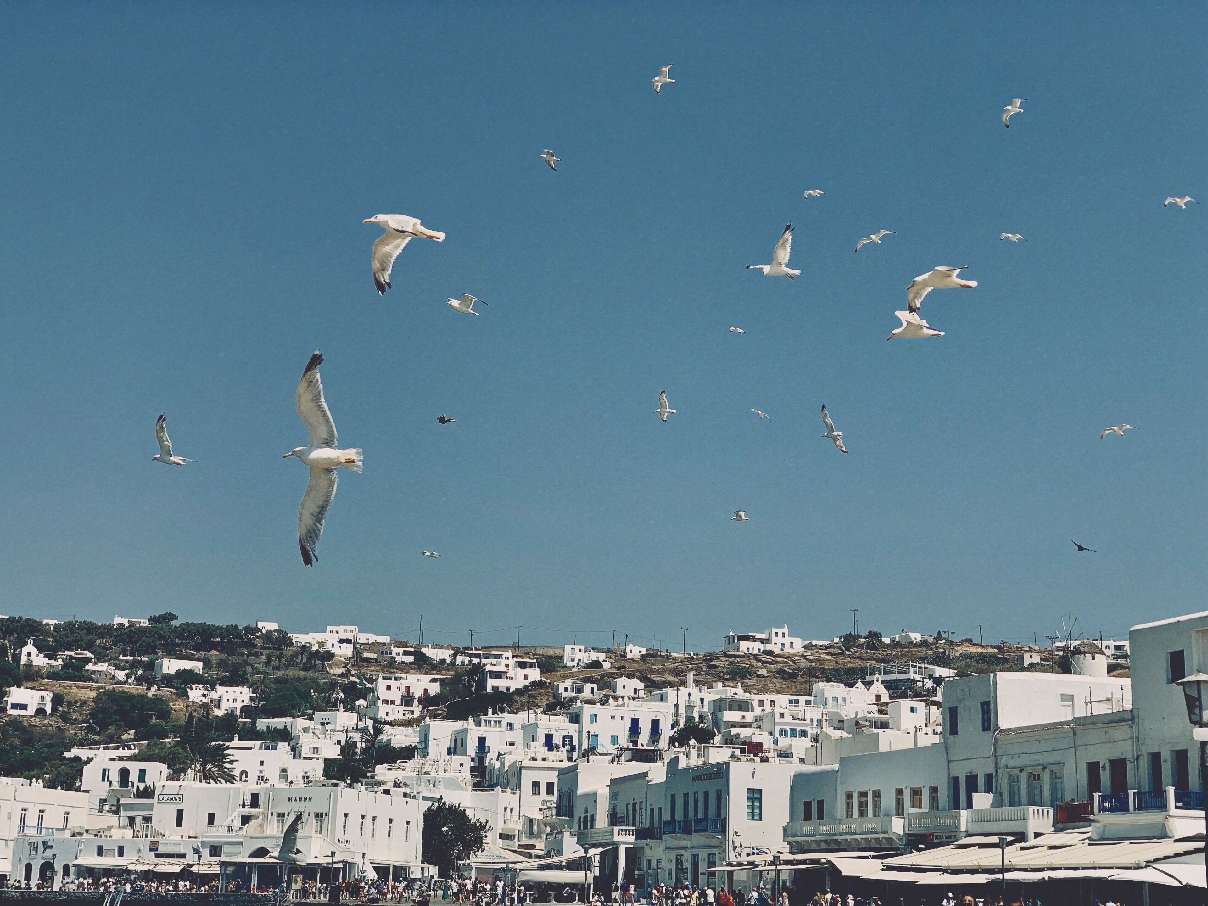That amazing flock of birds 🥰.
——————————————————
#wheninmykonos #greece