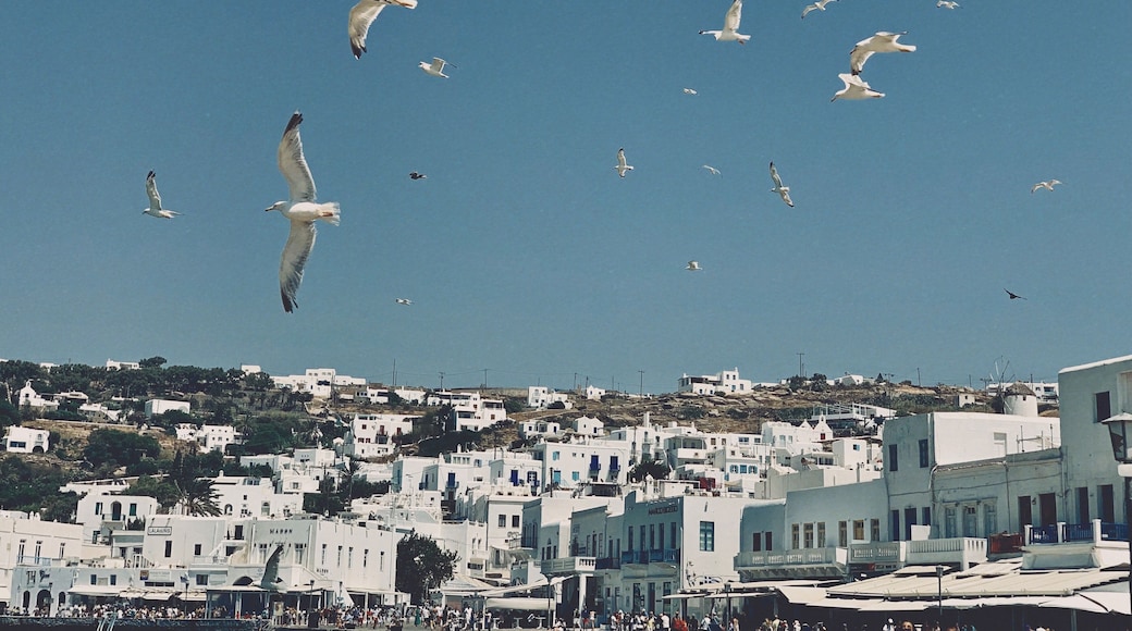 That amazing flock of birds 🥰.
——————————————————
#wheninmykonos #greece