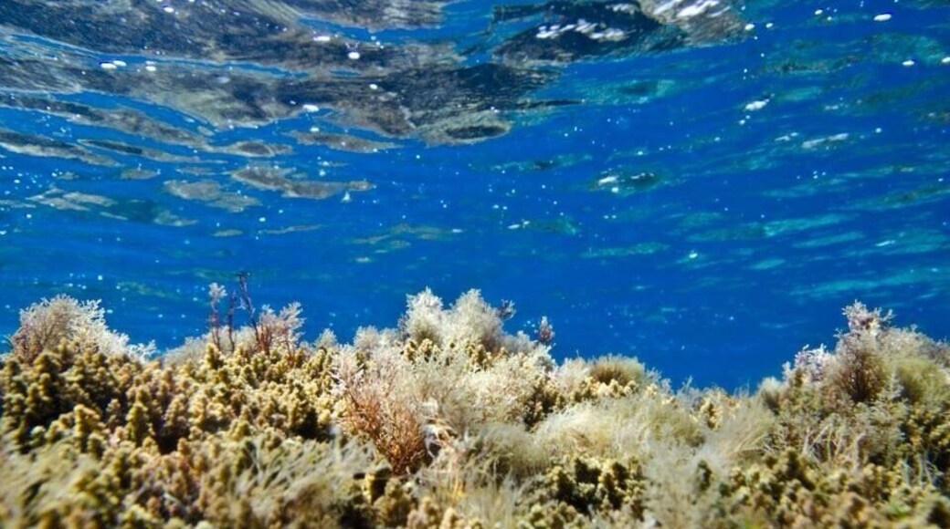 Underwater photography
This picture have been taken at Ftelia beach.