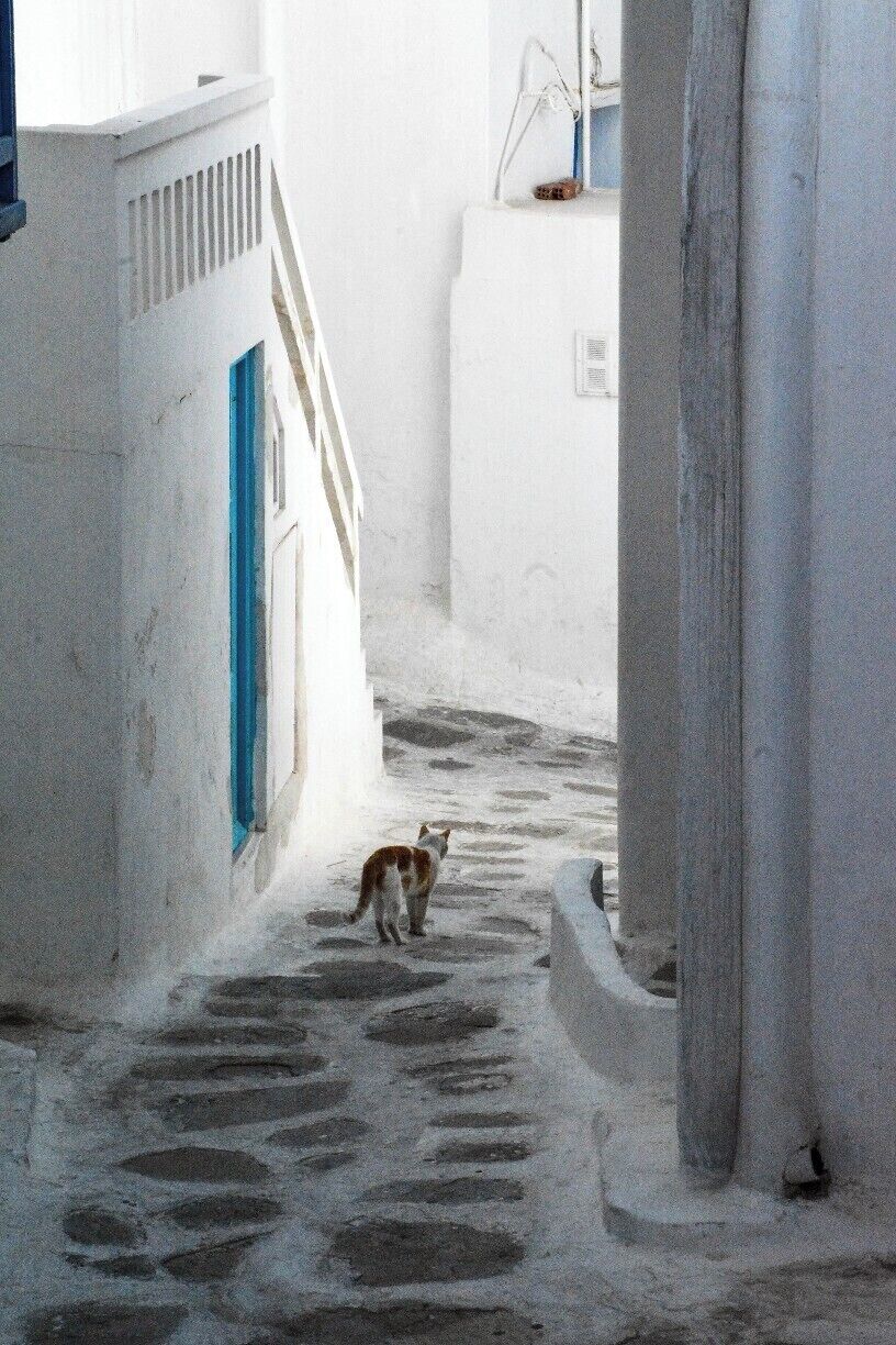 Une ruelle pavée étroite, bordée de bâtiments blancs aux portes et fenêtres bleues.