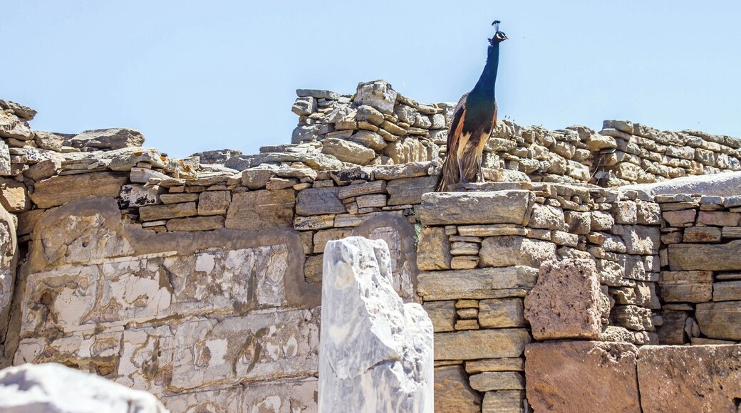 The small rocky islet of Delos is part of the Cyclades and is located a few miles south-west of Mykonos Greece.
According to mythology, Delos is the birthplace of Apollo, god of music, of true and light, and his twin sister Artemis, goddess of hunting.