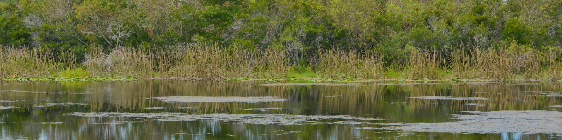 Un lago tranquilo con reflejos de árboles y cielo, rodeado de vegetación densa y juncos.