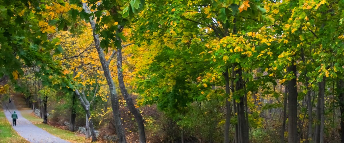 A paved path through a forest with yellow and green foliage.