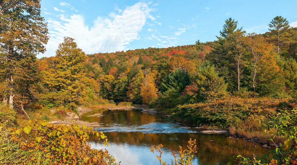 Colorful forest along the Mad river banks.Town of Warren.Washington County.Vermont