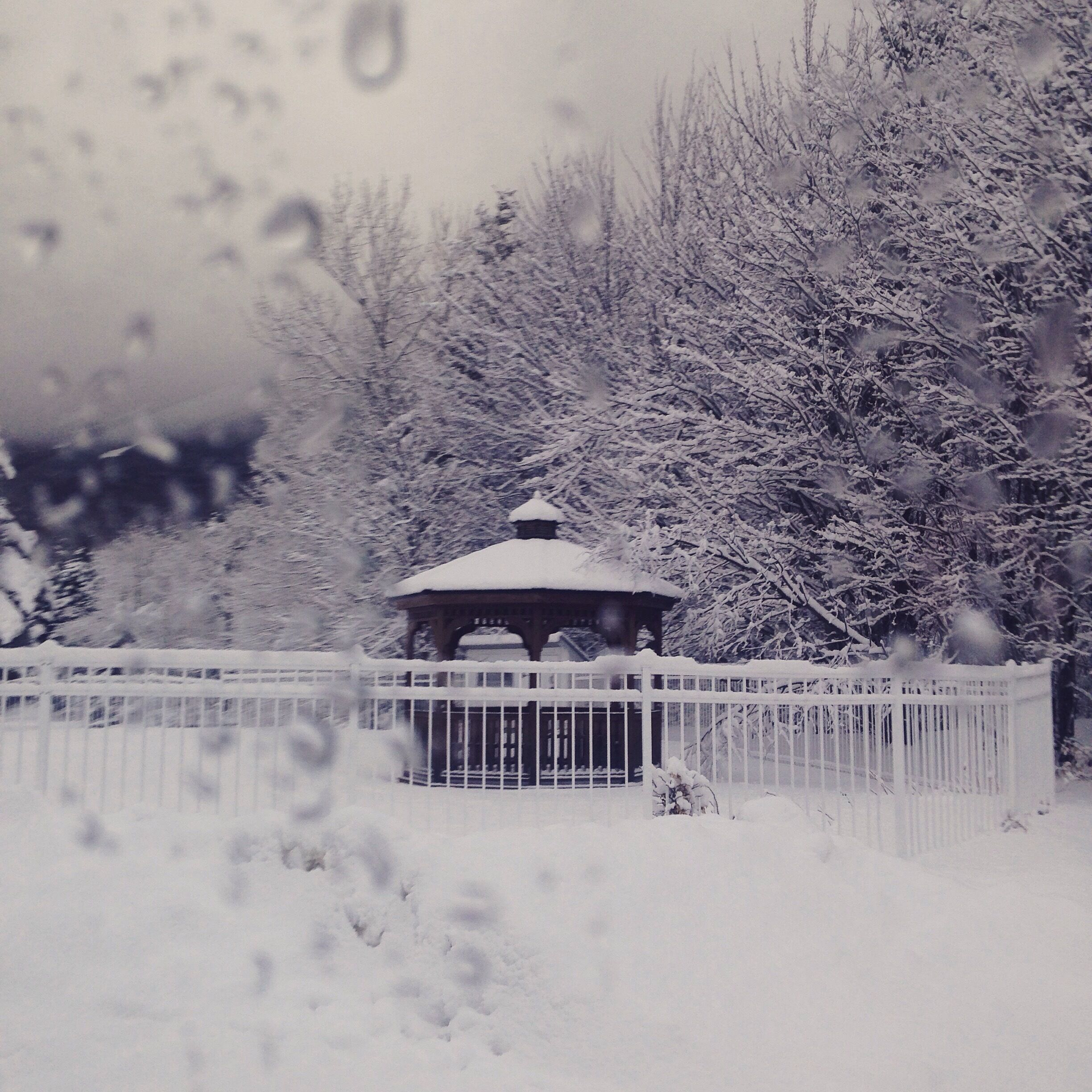 The #snow looked so innocent covering the trees here