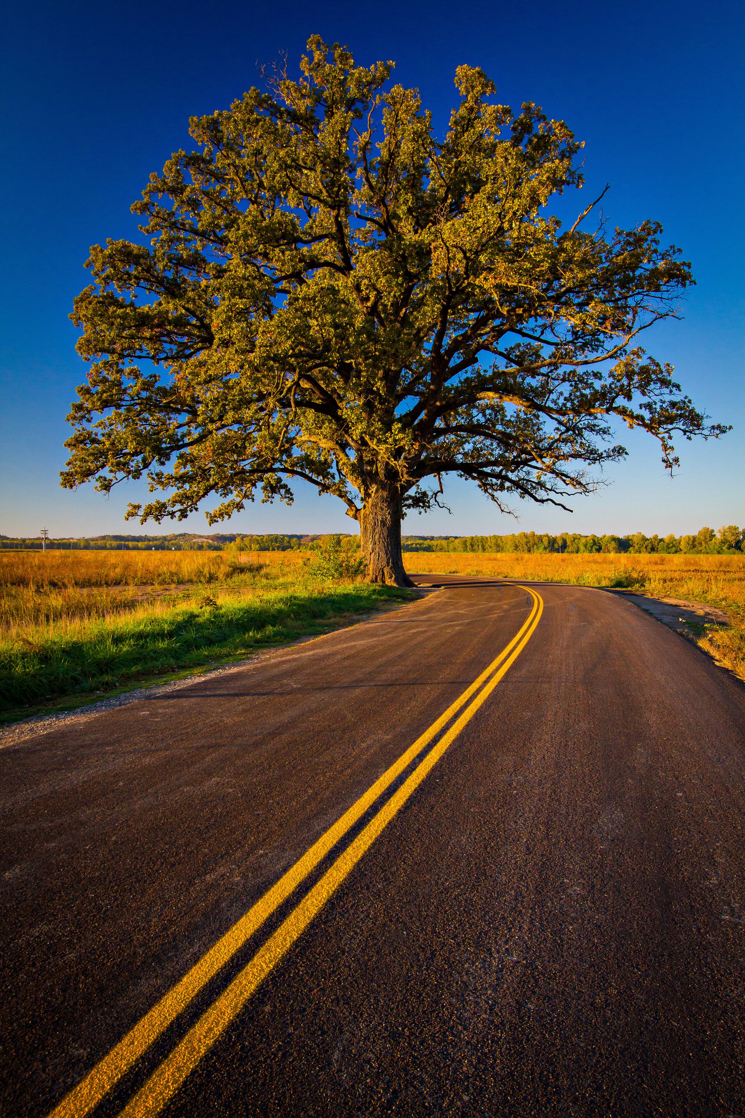 Champion Bur Oak in the Fall