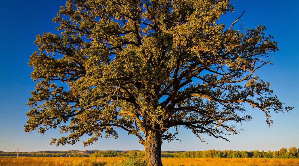 Champion Bur Oak in the Fall