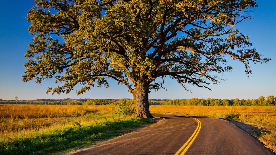 A rural road with a large tree on the left and a clear blue sky.