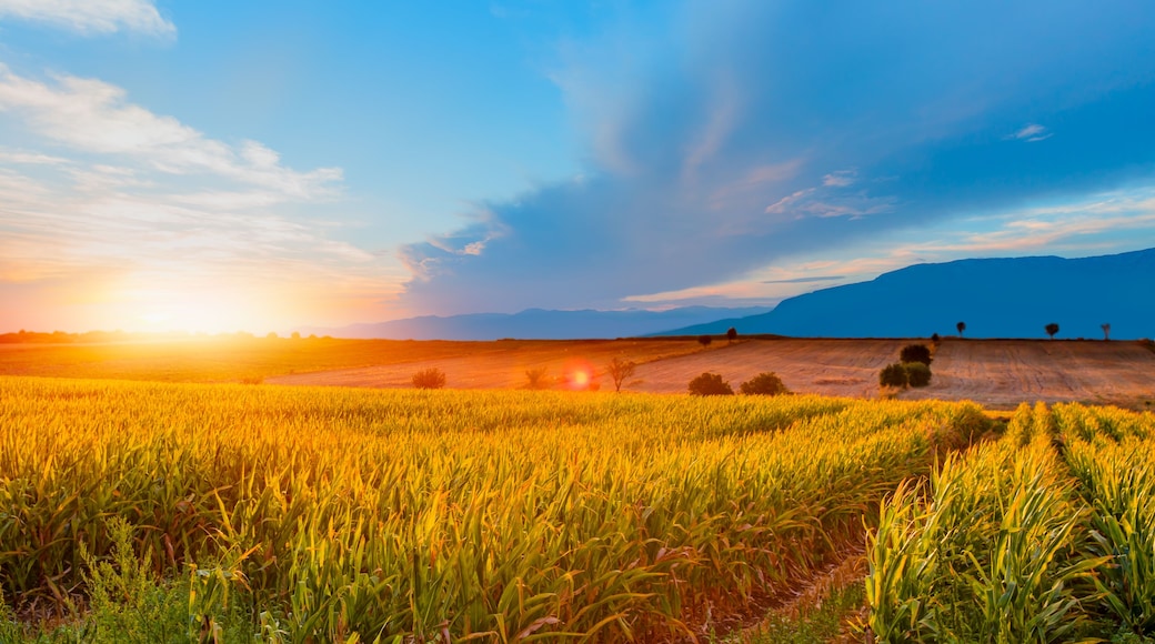 Sunrise over the corn field