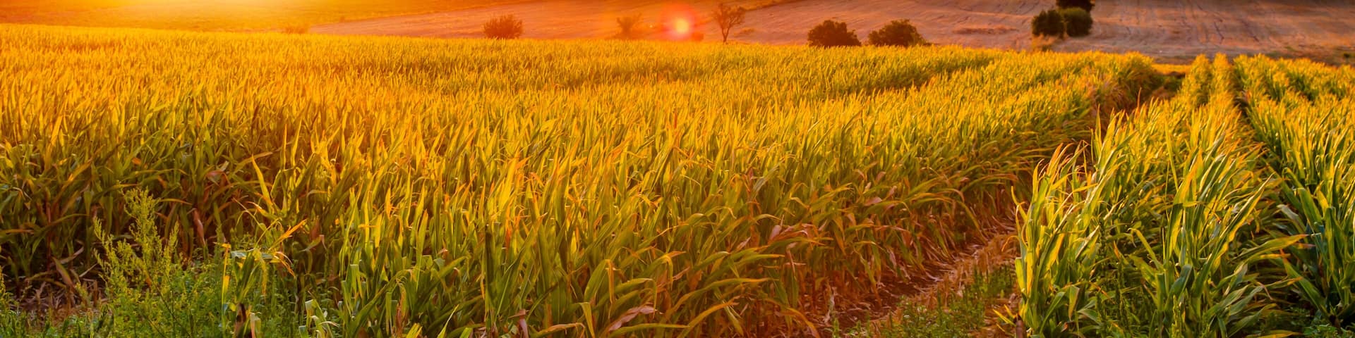 Sunrise over the corn field