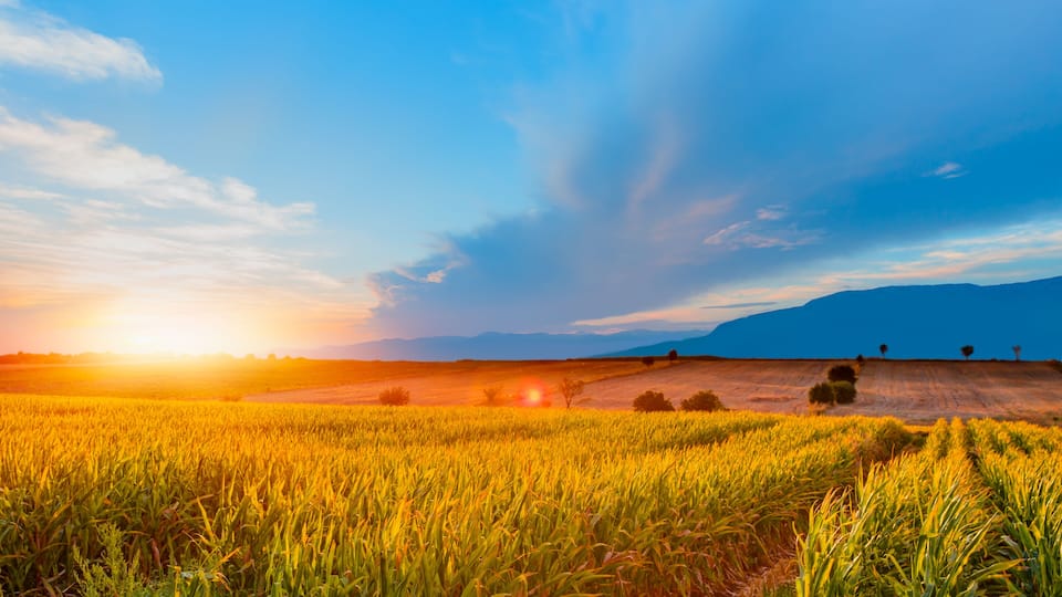 A sunset over a golden wheat field with distant mountains.