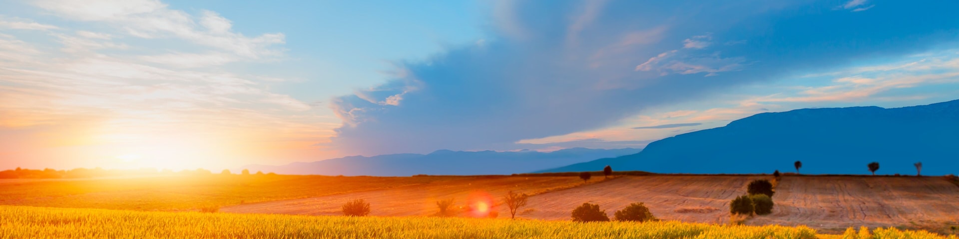 Sunrise over the corn field