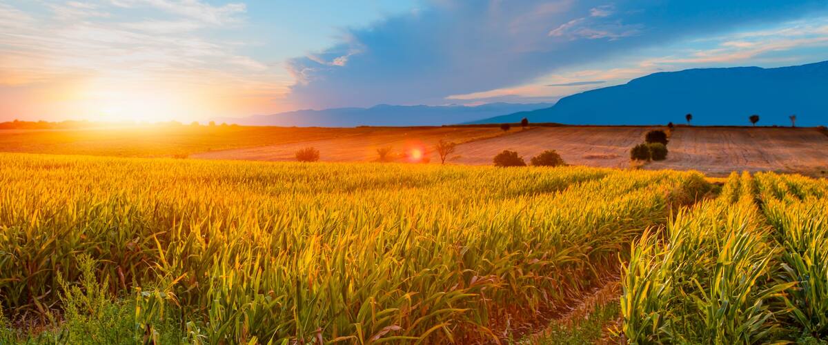 A sunset over a golden wheat field with distant mountains.