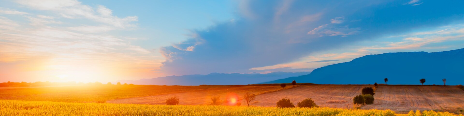 A sunset over a golden wheat field with distant mountains.