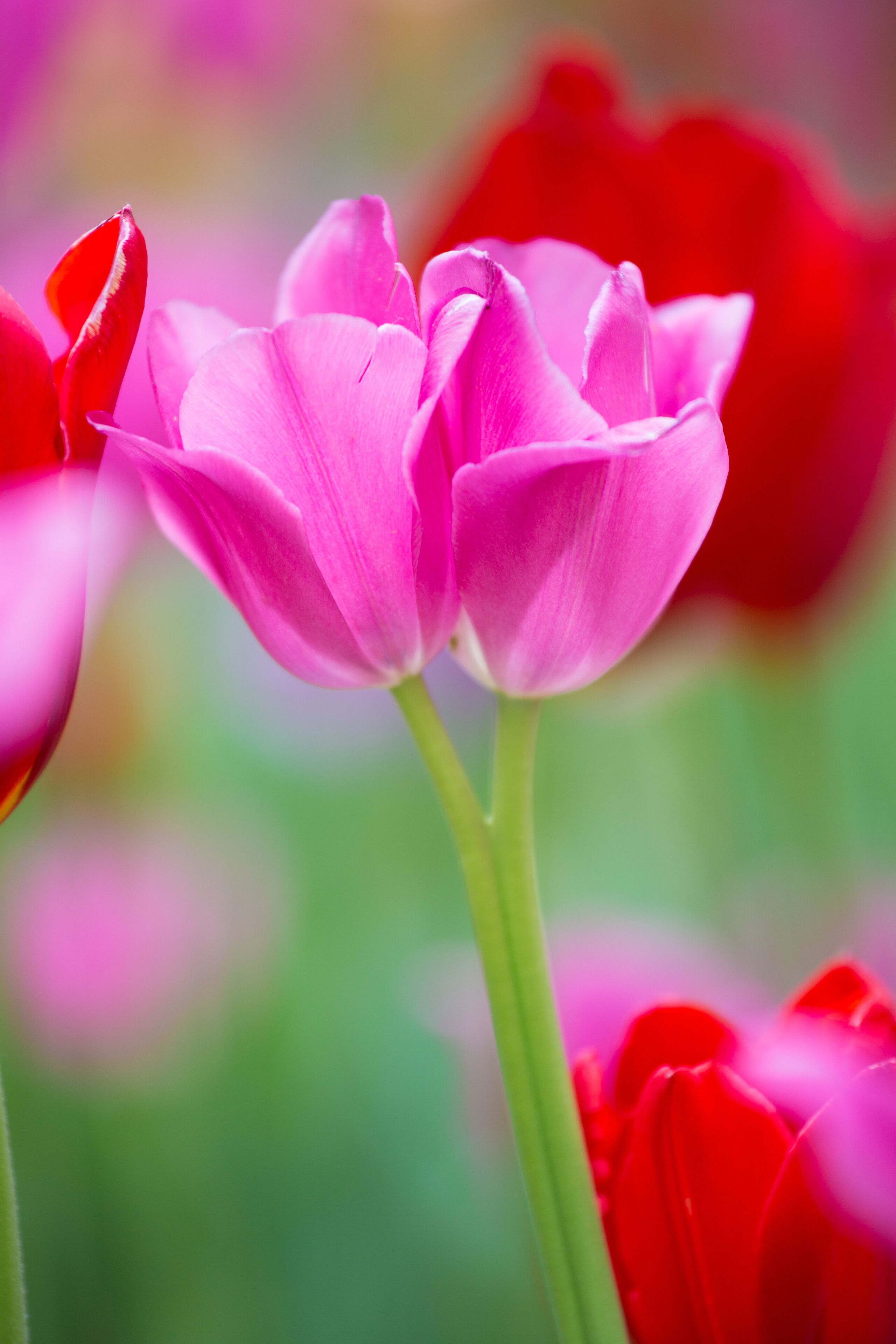 63821-22814 Red and pink tulips, Cantigny Park, Wheaton, IL