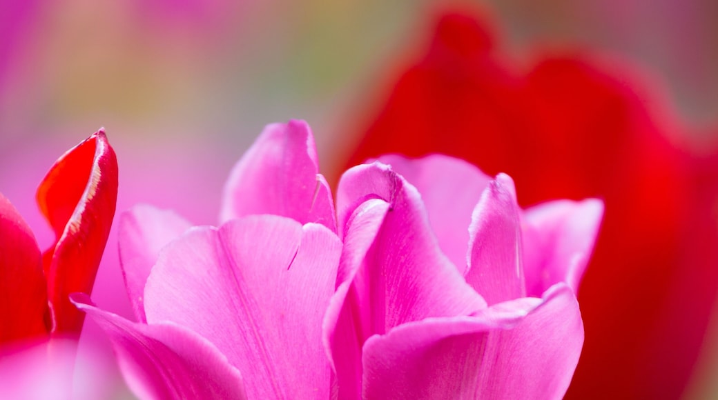 63821-22814 Red and pink tulips, Cantigny Park, Wheaton, IL