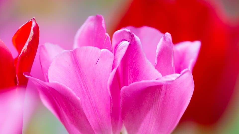 A pink tulip with a red bud.