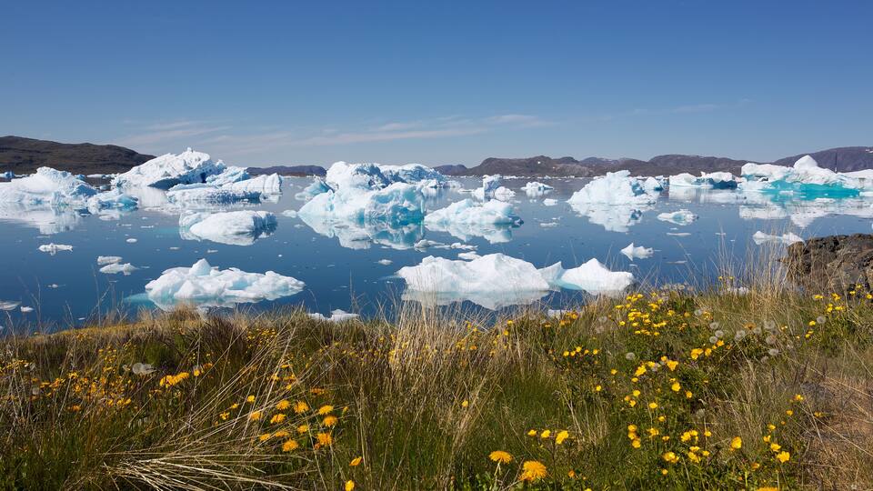 A landscape with icebergs floating in a body of water and yellow flowers in the foreground.