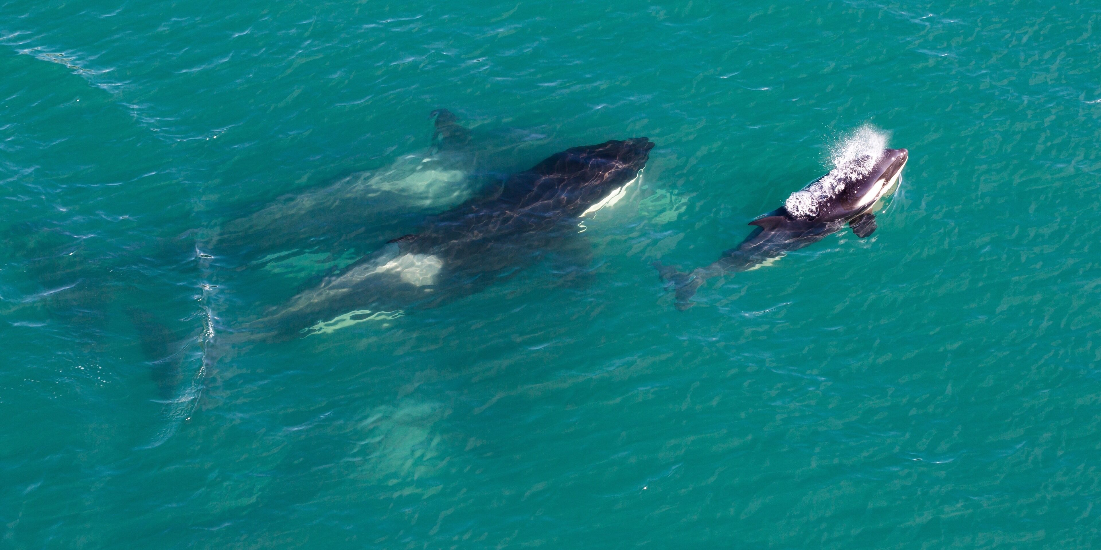 Orcas, Killer Whales, black and White, Sea Pandas, no matter what you call them call them amazing animals of nature. #adventure