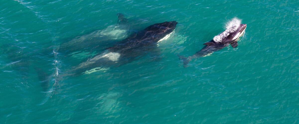 Orcas, Killer Whales, black and White, Sea Pandas, no matter what you call them call them amazing animals of nature. #adventure