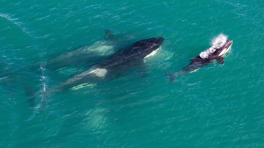 Orcas, Killer Whales, black and White, Sea Pandas, no matter what you call them call them amazing animals of nature. #adventure