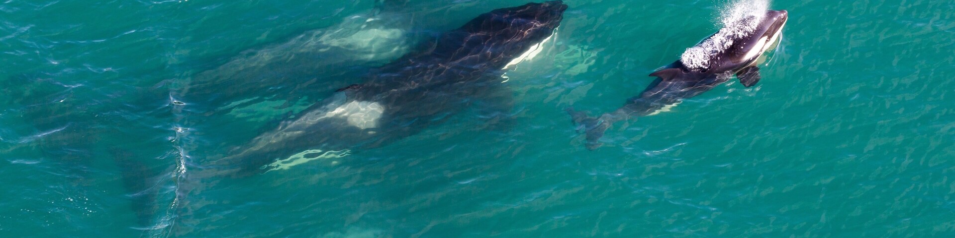 Orcas, Killer Whales, black and White, Sea Pandas, no matter what you call them call them amazing animals of nature. #adventure