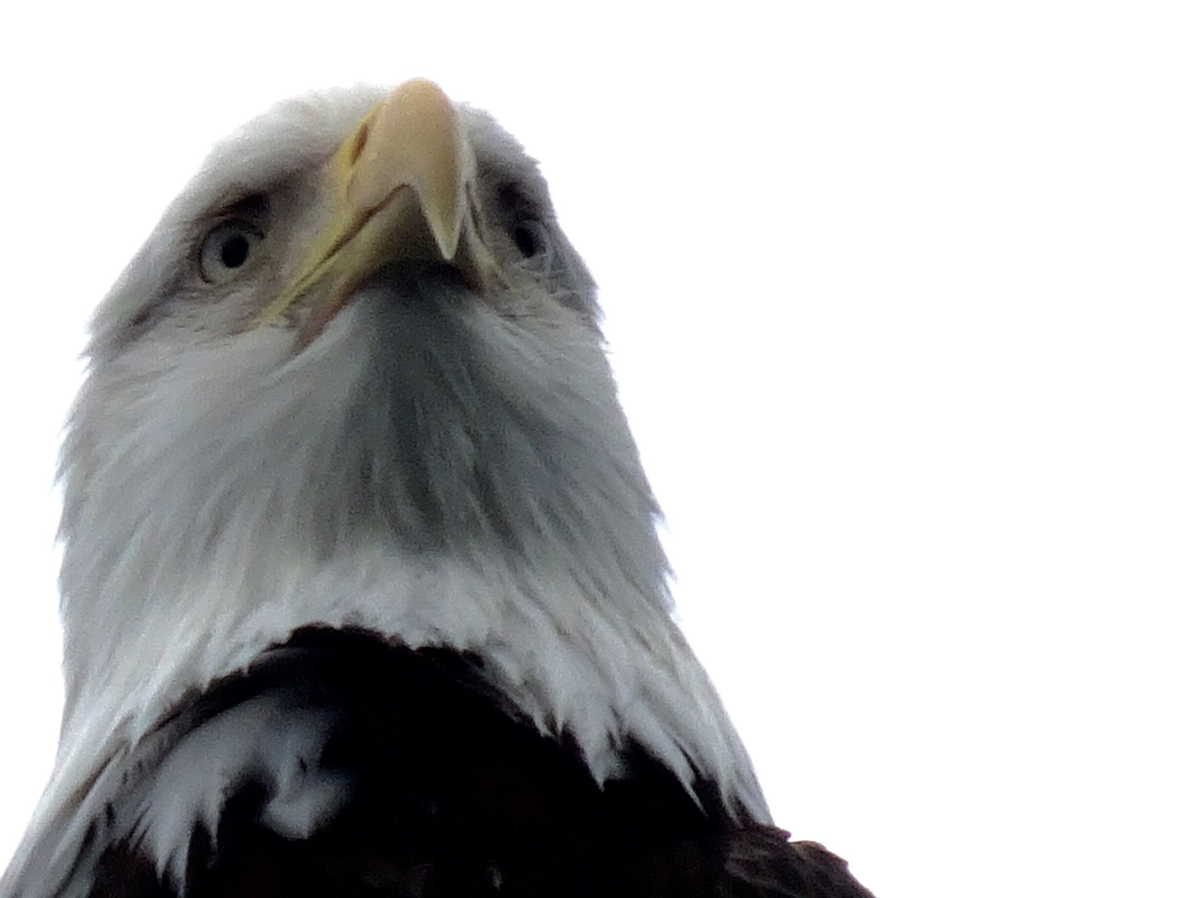 Used my zoom for this one