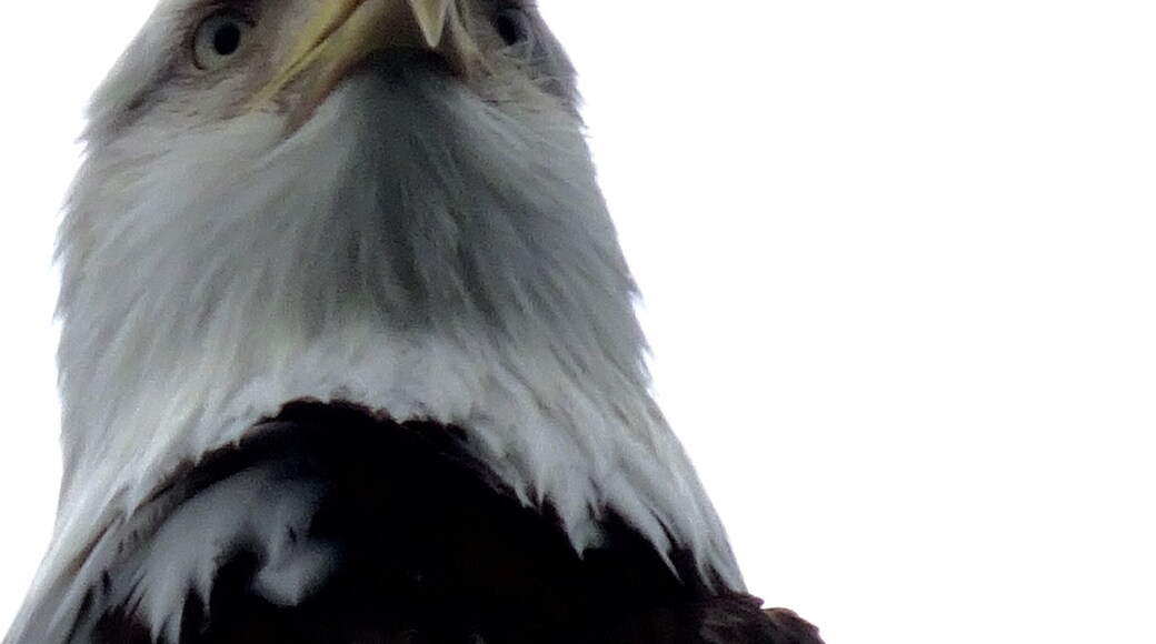 Used my zoom for this one