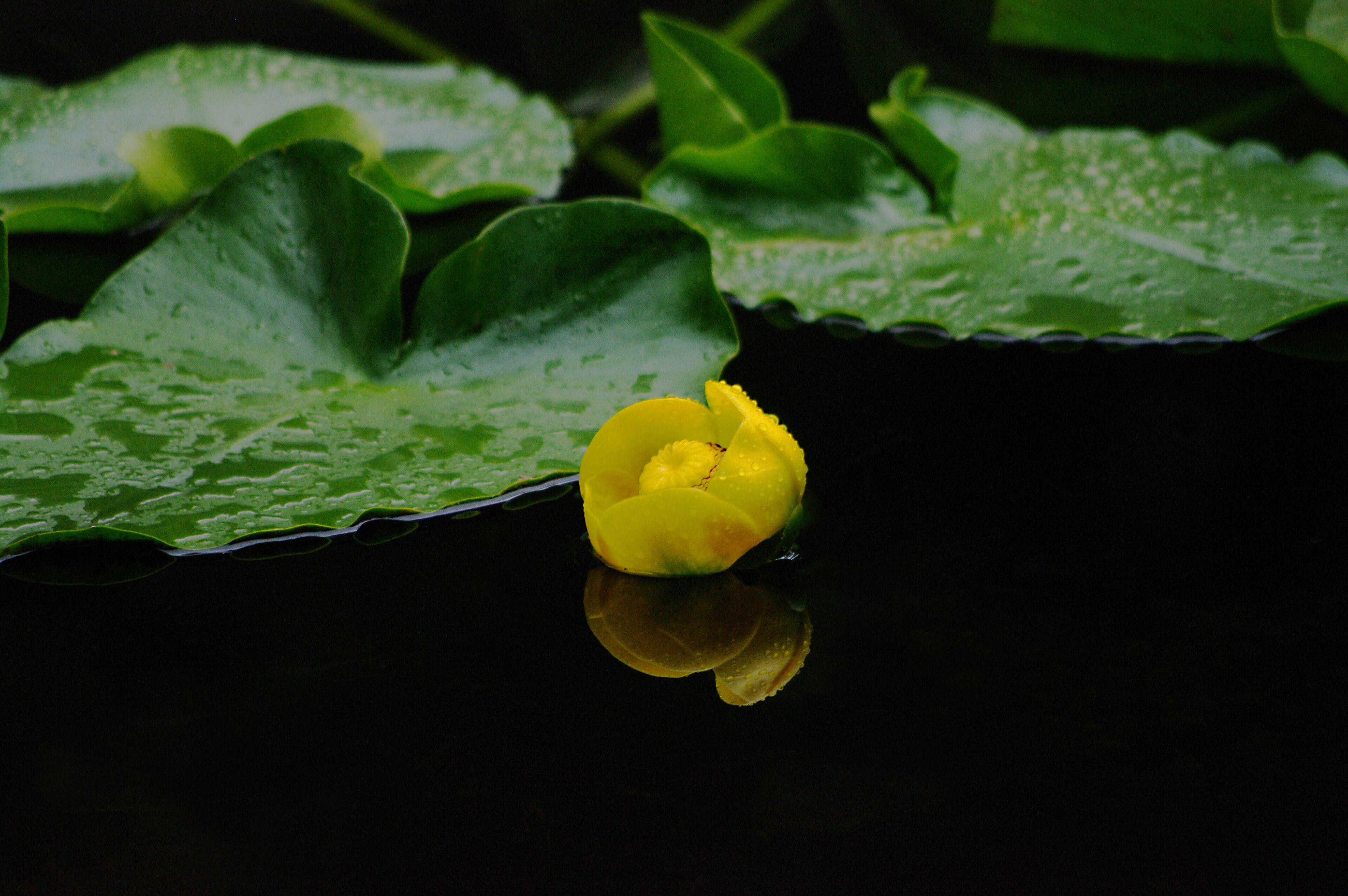 On a small ship cruise out of Juneau we encountered this water lily. Alaskan summer is short but we saw many flowers in bloom.